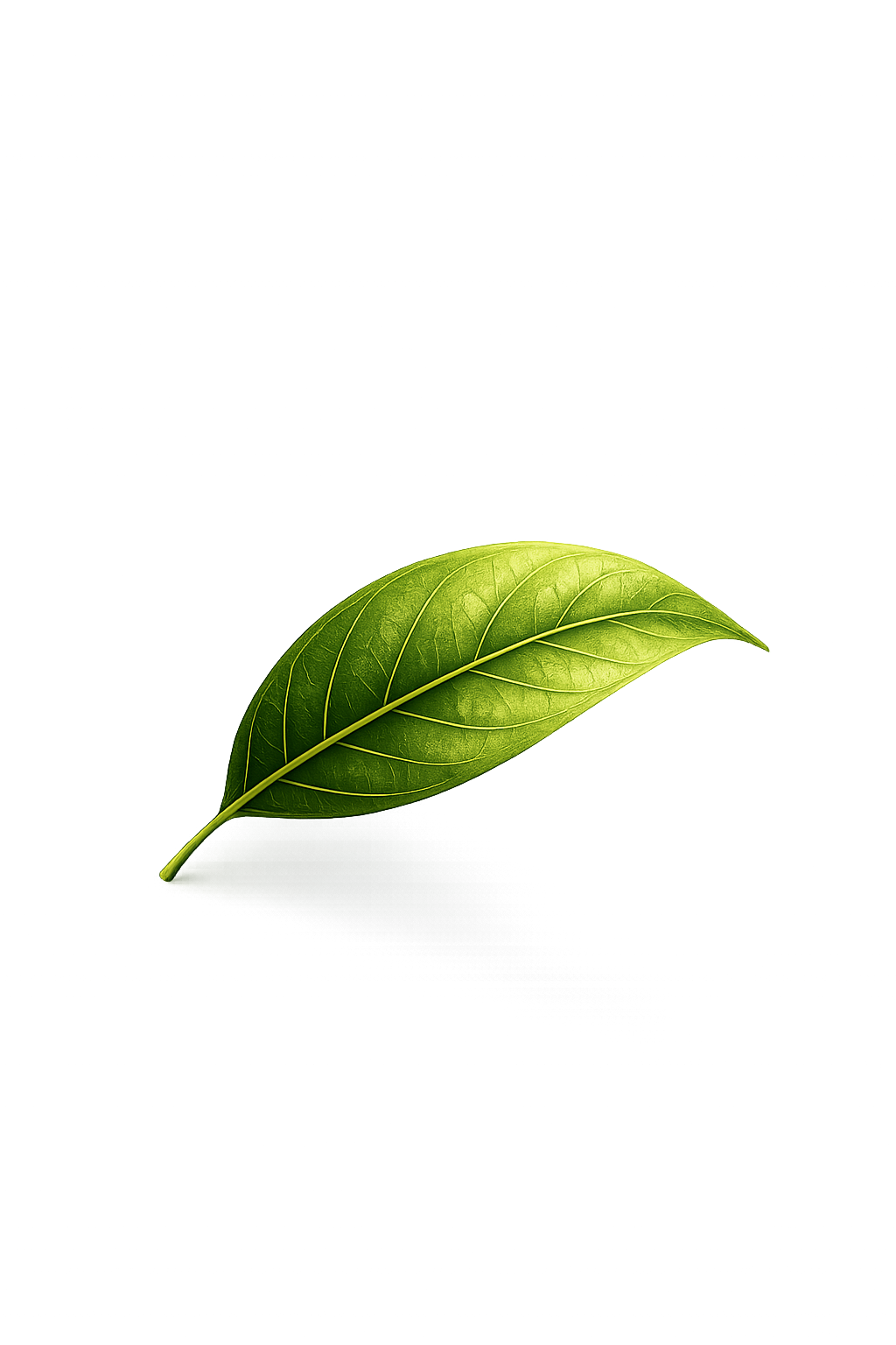 Leaf