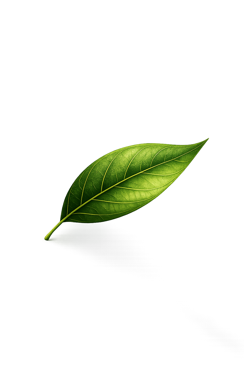 Leaf